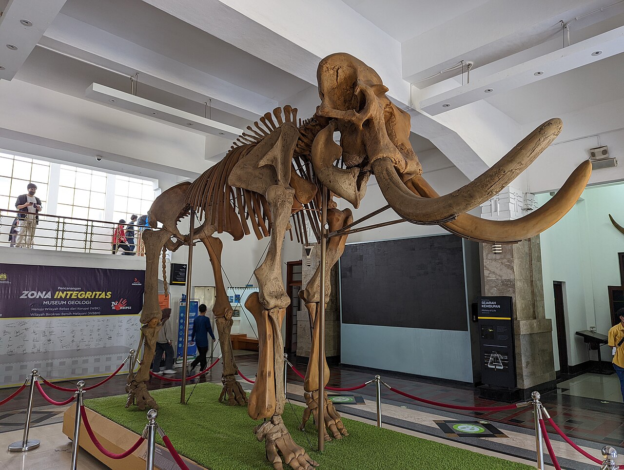 The authentic Blora prehistoric elephant skeleton in Geological Museum Bandung