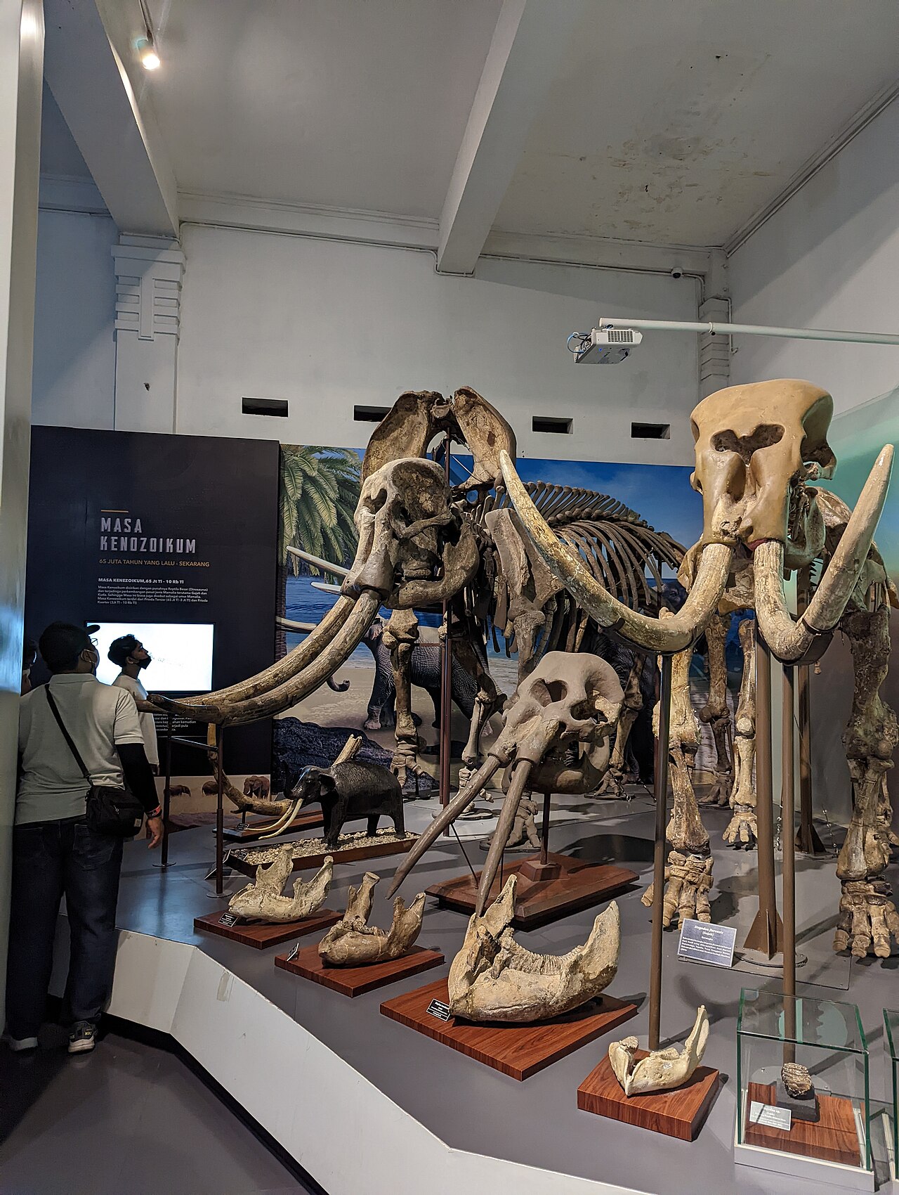 Prehistoric Cenozoic fossil skeletons and modern interactive exhibits at Geological Museum Bandung