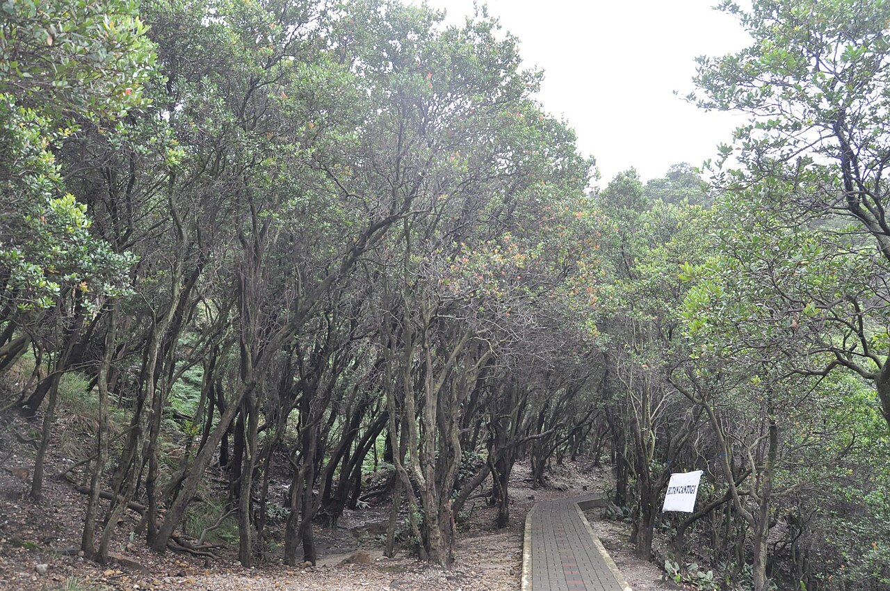 Endemic gnarled Cantigi forest (Vaccinium varingiaefolium) along the paved mountain trail at Mount Patuha Kawah Putih