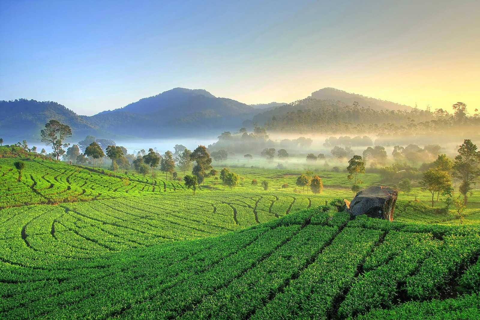 Scenic morning sunrise over the emerald rolling tea plantation hills of Rancabali and Cibuni surrounding Kawah Rengganis