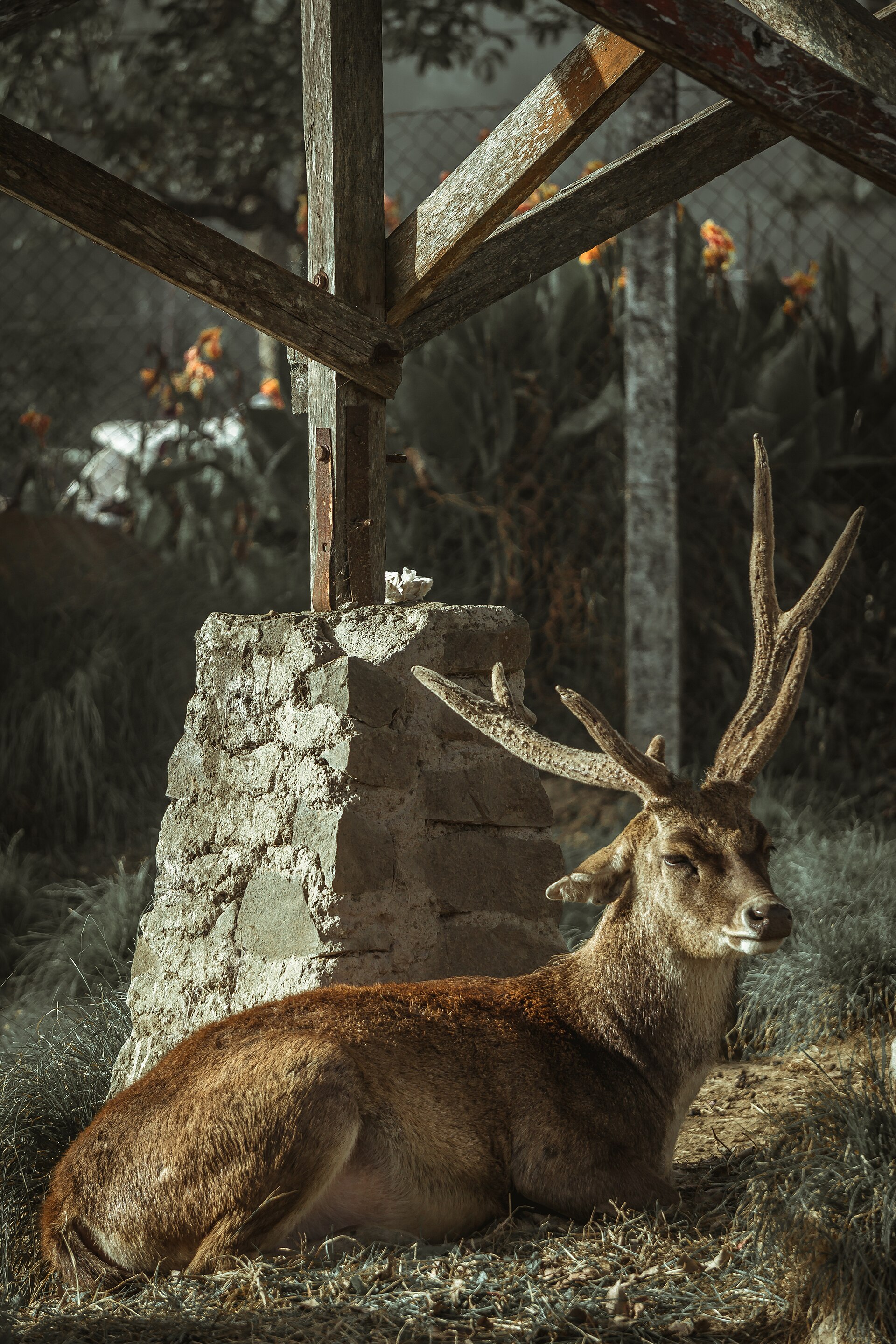 Magnificent male Javan deer stag with mature branched antlers resting peacefully in the grass at Ranca Upas Ciwidey