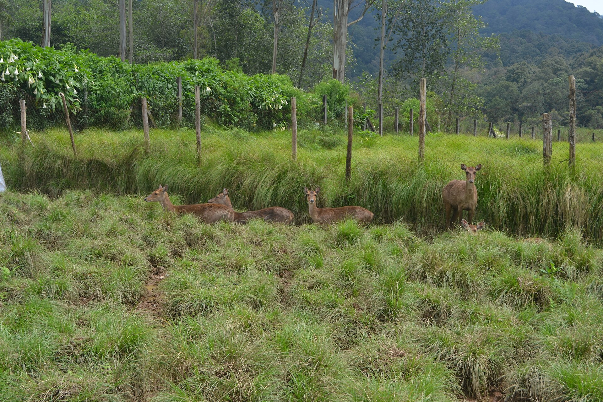 Scenic view of the Javan deer conservation meadow and mountain forest at Ranca Upas Bandung