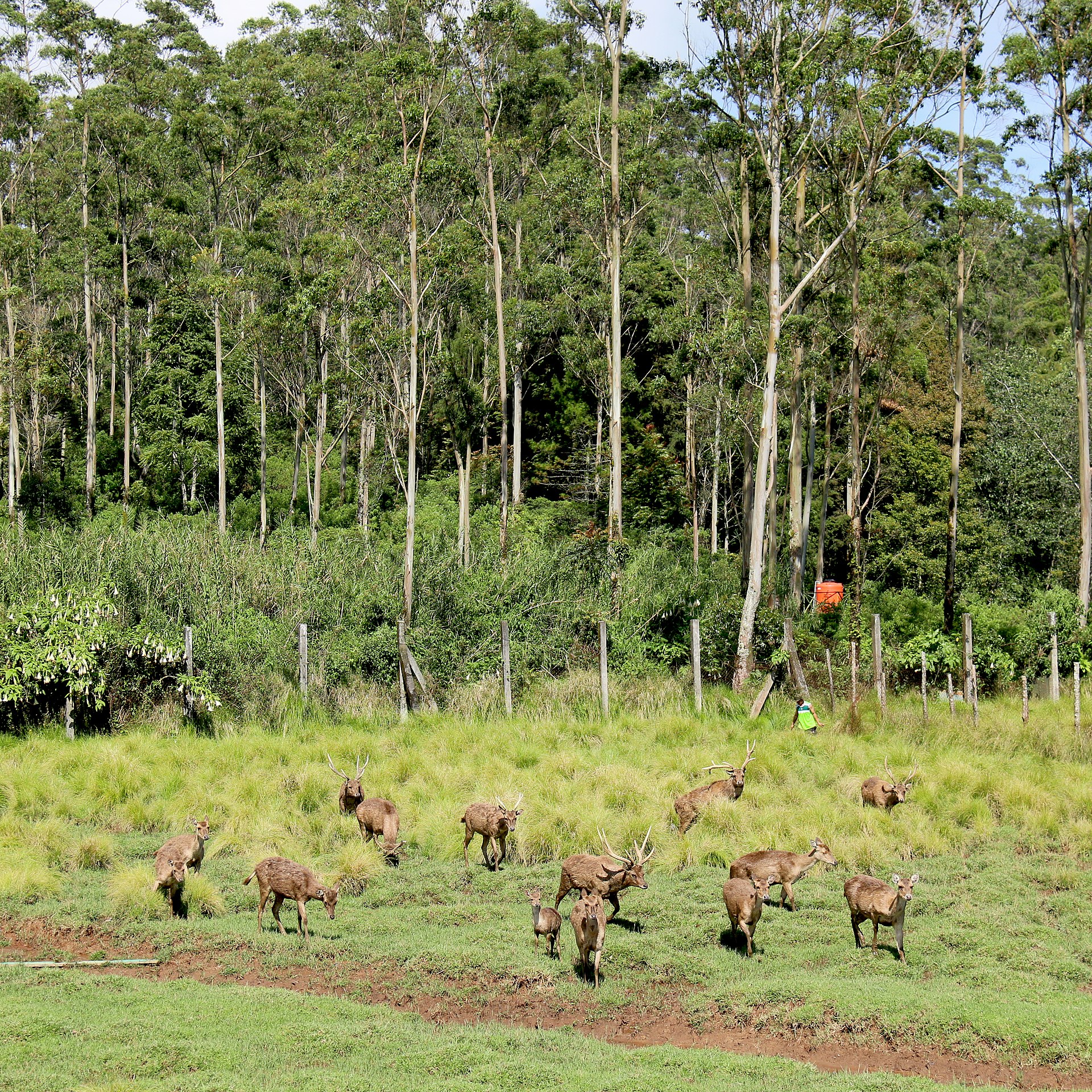 Visitors feeding fresh crunchy carrots to friendly Javan deer along the wooden boardwalk at Ranca Upas