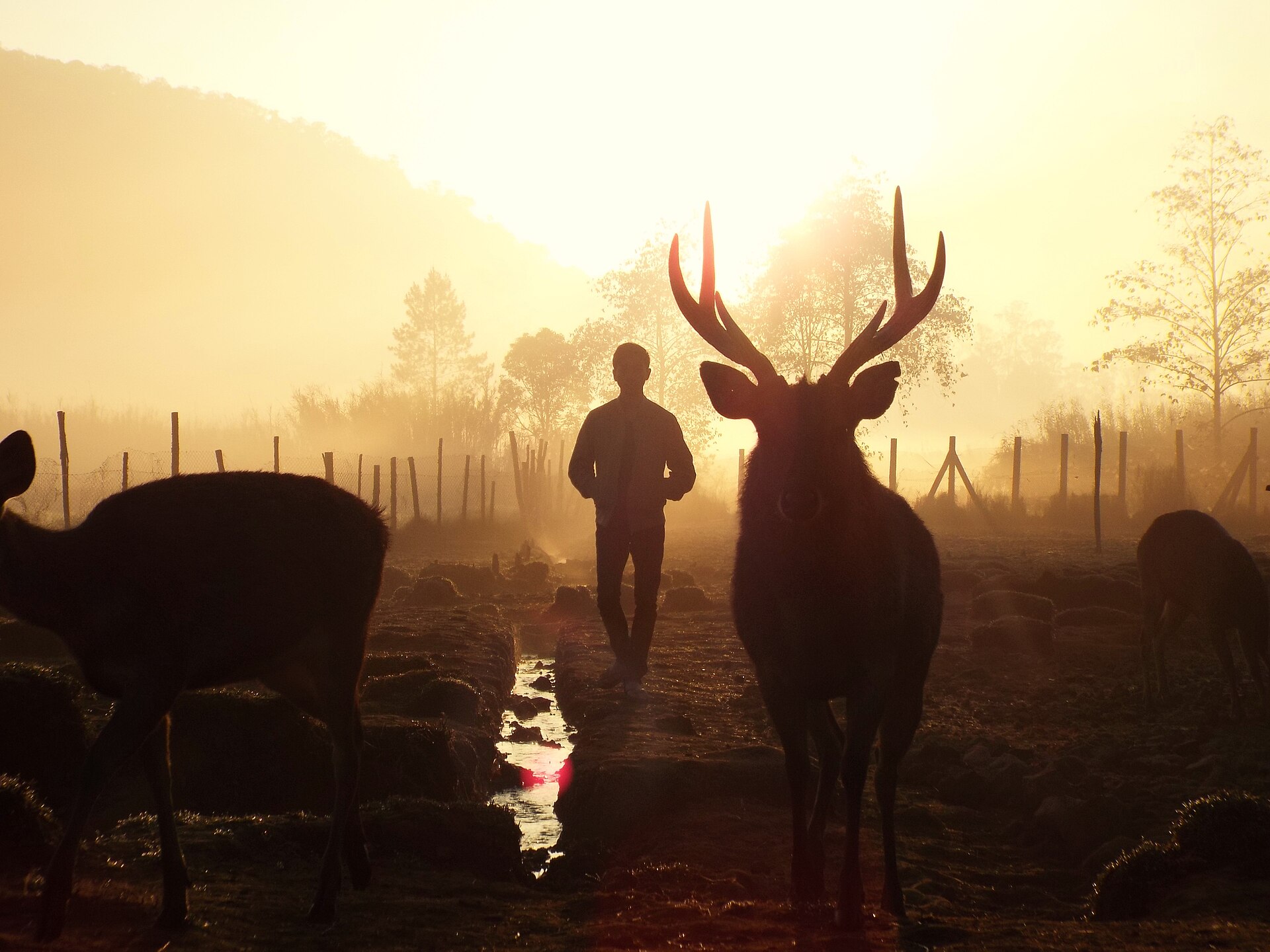 Breathtaking golden sunrise and ethereal morning mist rolling over the green camping meadow at Ranca Upas Ciwidey