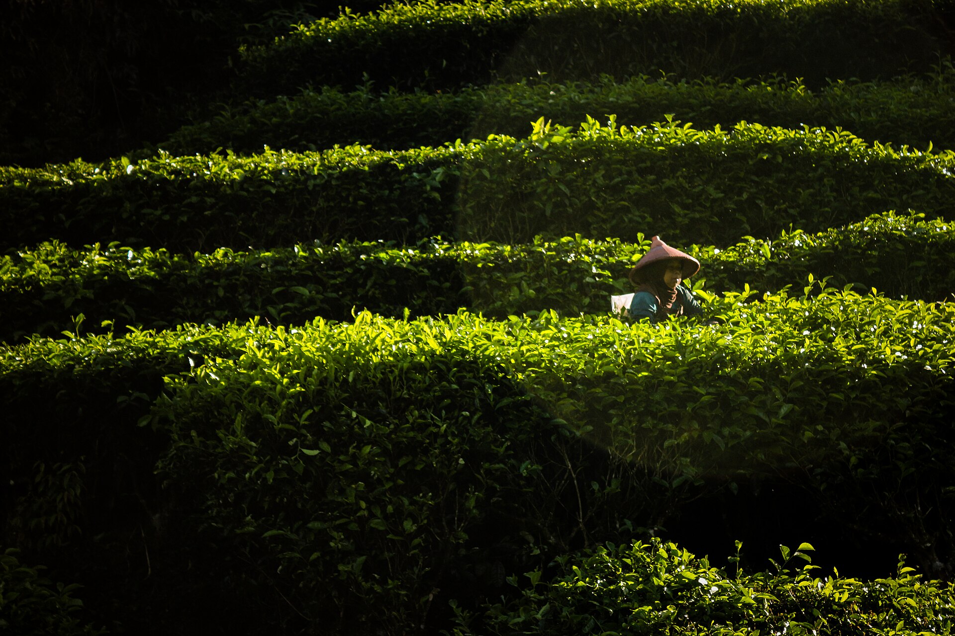 Sundanese tea harvester wearing a traditional conical bamboo caping hat hand-plucking tender tea leaves in Ciwidey