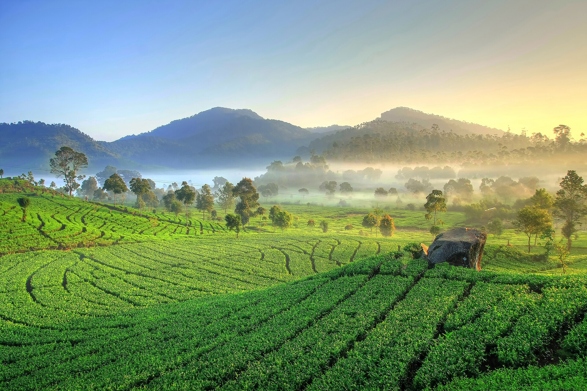 Vast rolling emerald green tea plantations of Rancabali stretching across the misty mountain slopes in Ciwidey South Bandung