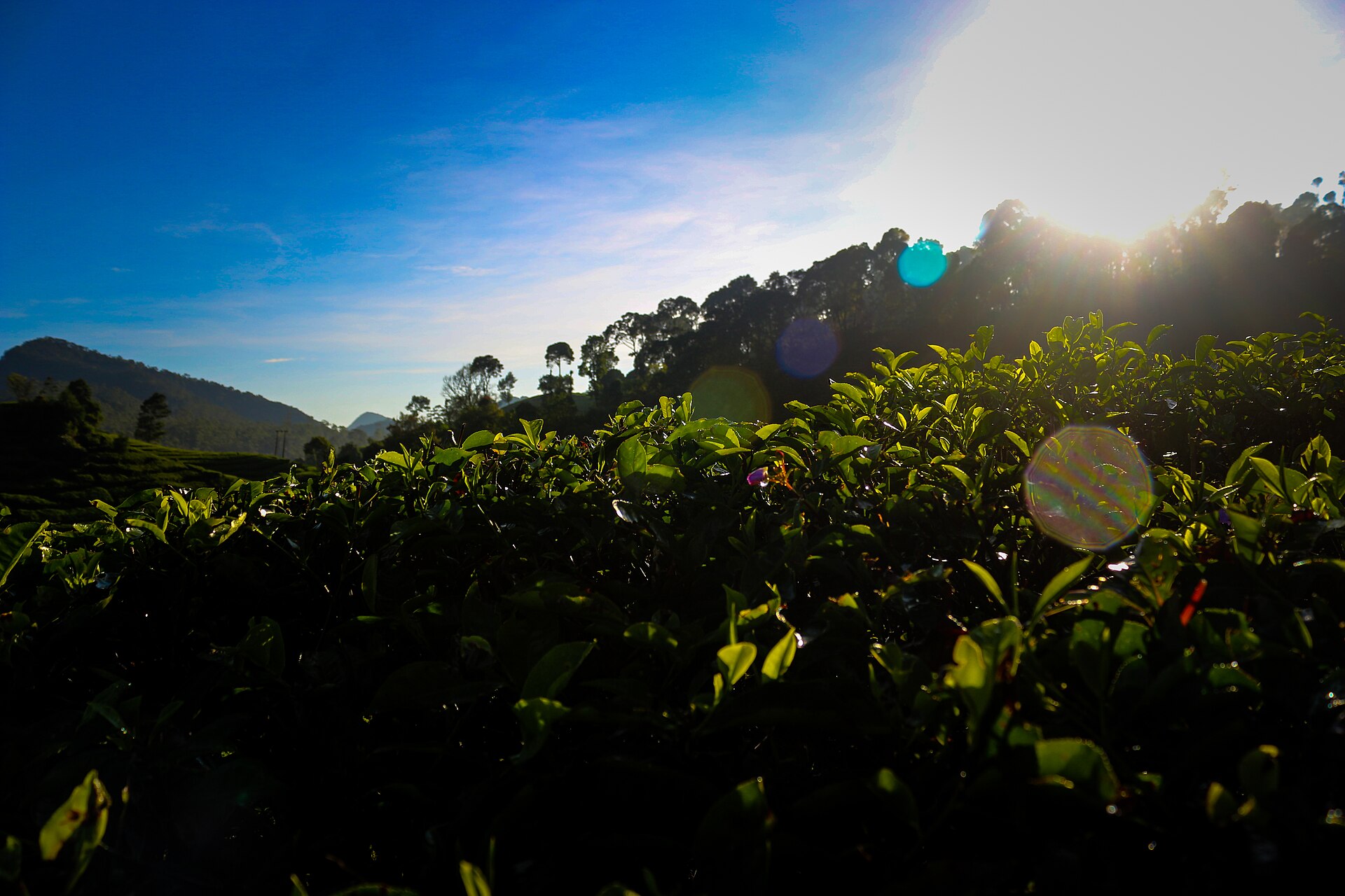Scenic rows of bright green tea plants winding across the gentle hillside slopes at Rancabali Ciwidey