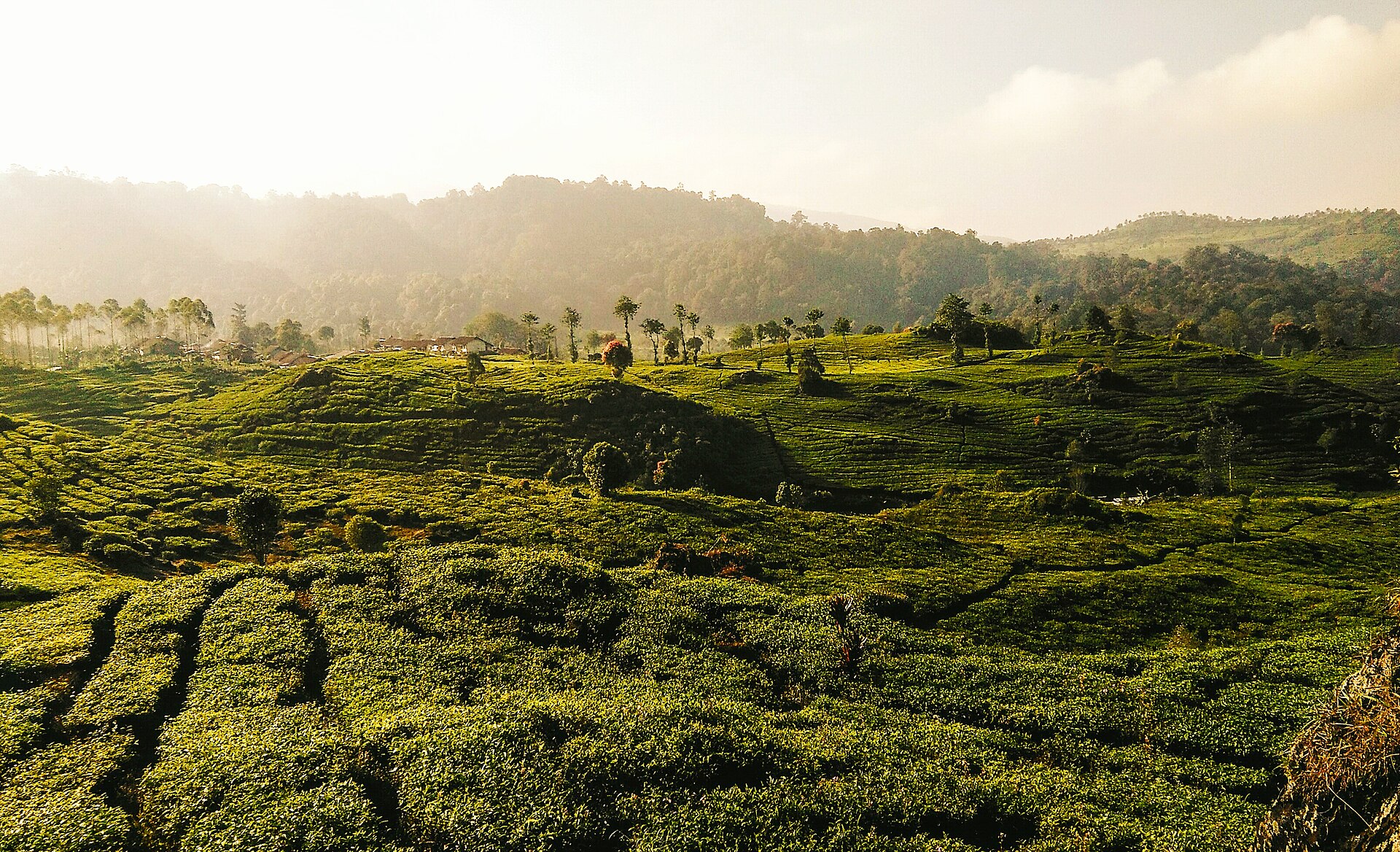 Lush manicured green tea terraces cascading down the volcanic ridges at Rancabali Bandung