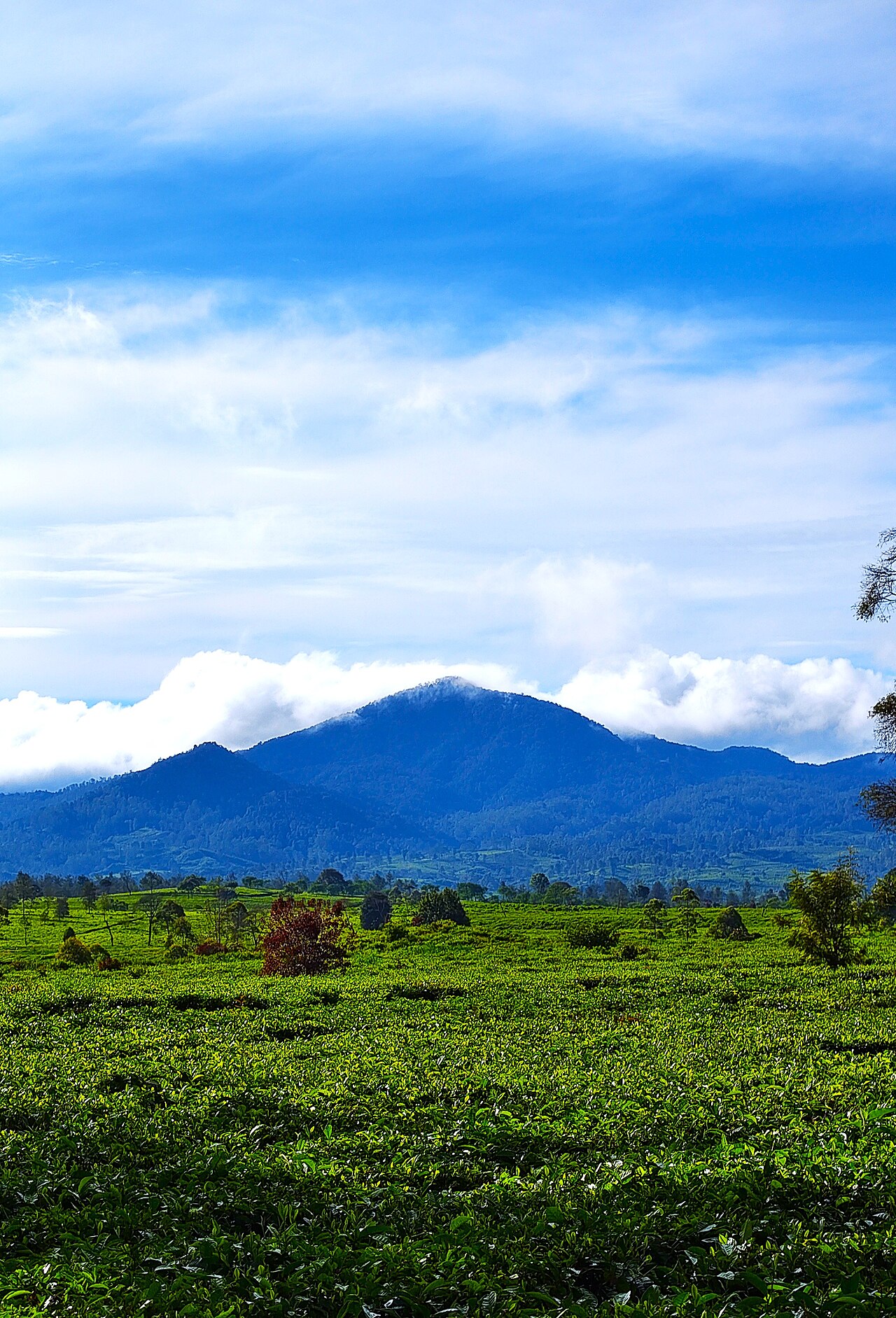 Highland Malabar tea plantation landscape surrounding Nimo Highland