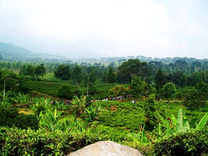 Misty highland ridges and fresh mountain air along the Bogor–Bandung Puncak corridor