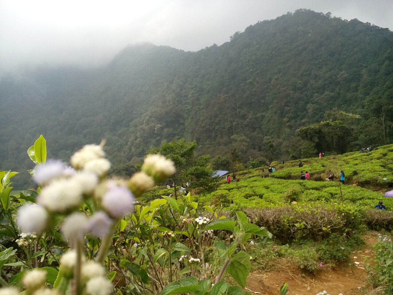 Lush terraced tea plantations beneath Mount Gede-Pangrango foothills at Puncak Pass