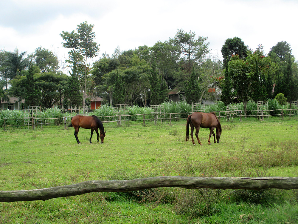 De’Ranch Lembang — Lembang, North Bandung