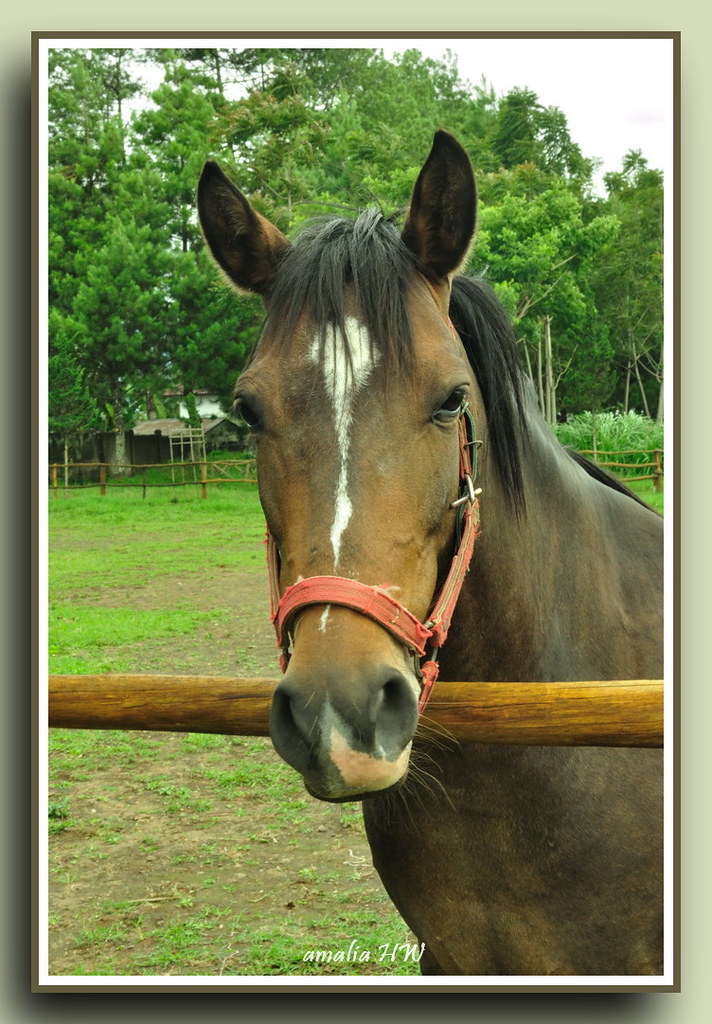 Wide scenic green pasture grounds and rustic timber western ranch fencing at De'Ranch Lembang