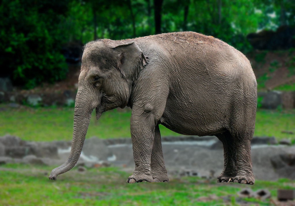 Sumatran elephant habitat and conservation area at Taman Safari Indonesia