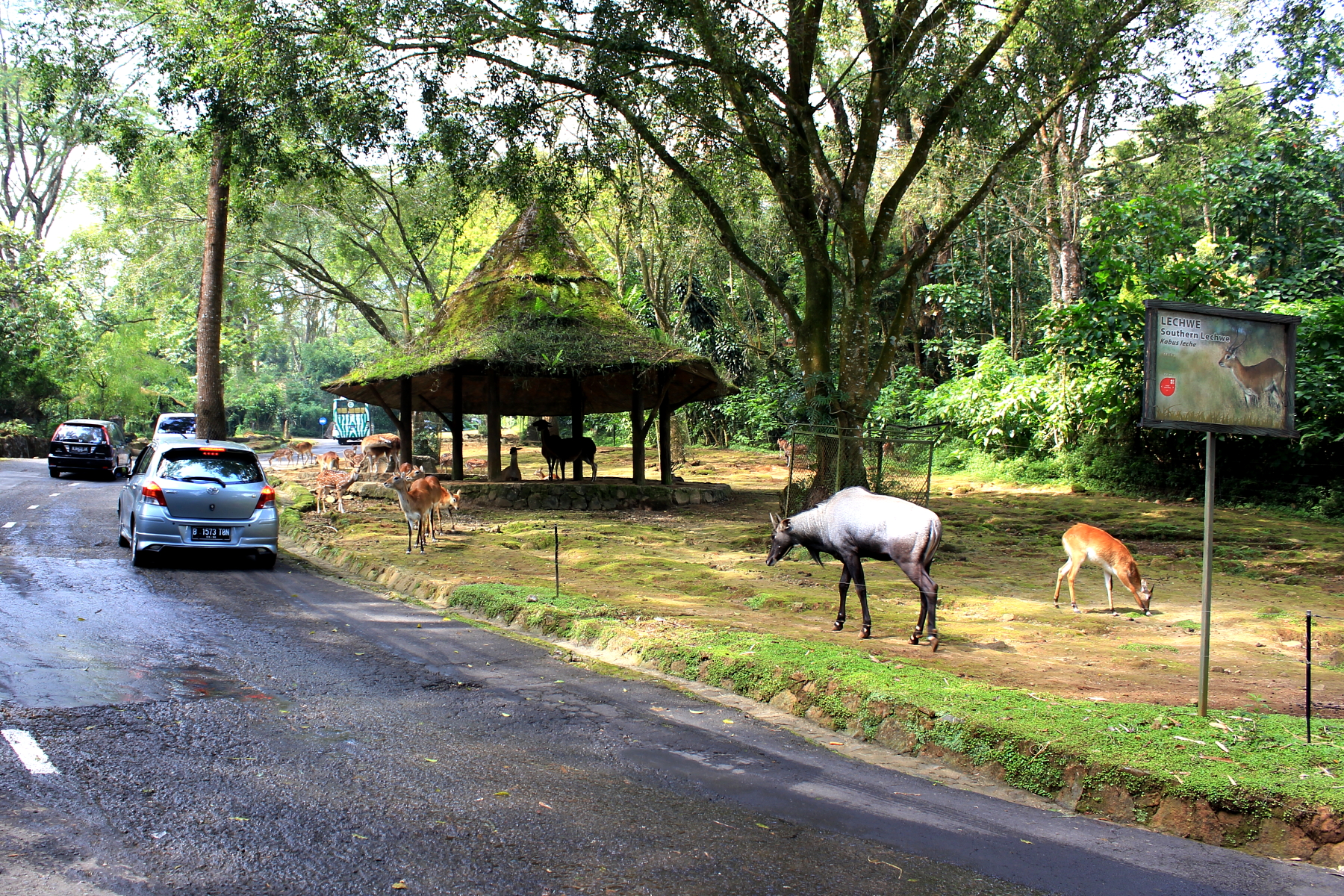 Open rainforest animal sanctuaries at Taman Safari Indonesia