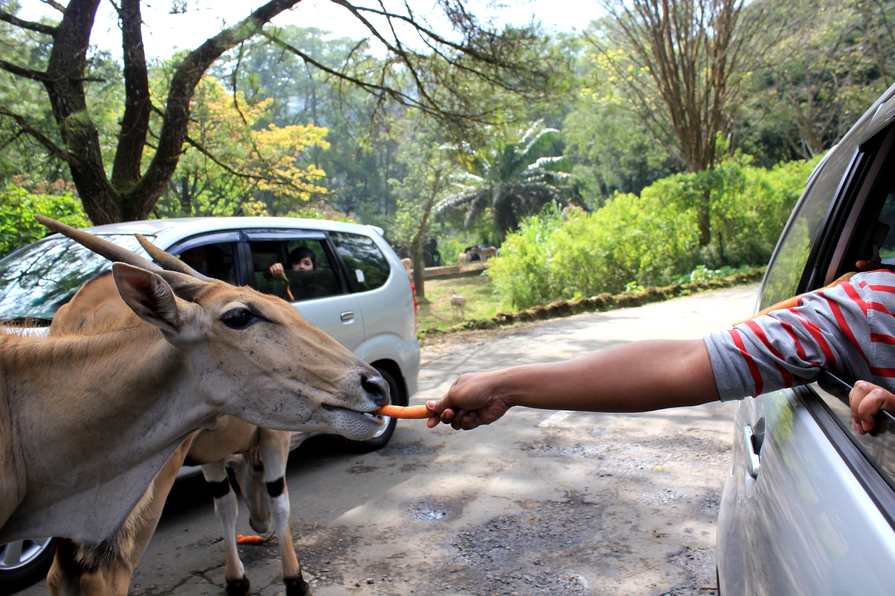 Taman Safari Indonesia (Bogor) — Cisarua, Puncak / Bogor