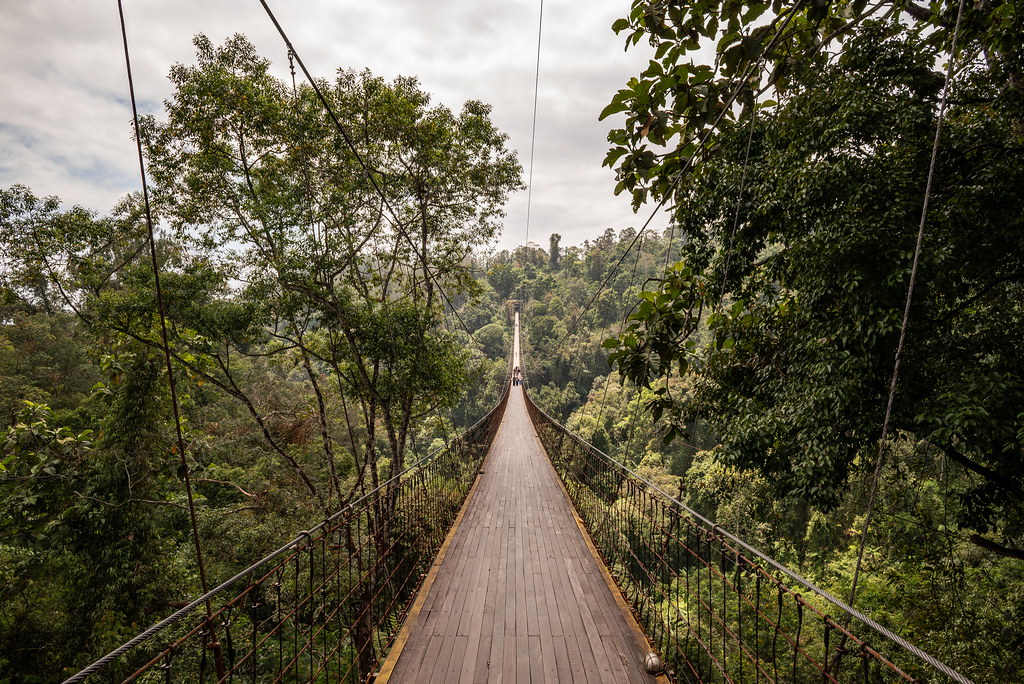 Misty morning mountain forest surrounding the Situ Gunung Suspension Bridge