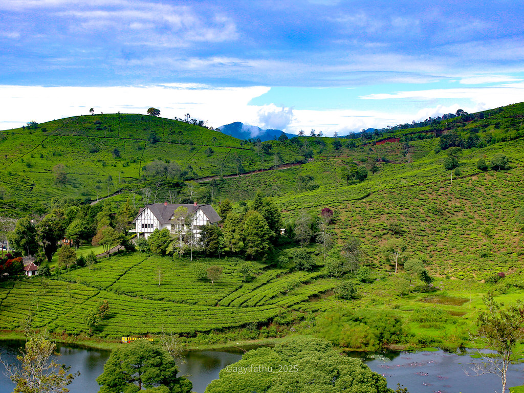 Golden morning sunrise breaking over the rolling Cukul tea plantation hills at Taman Langit Pangalengan