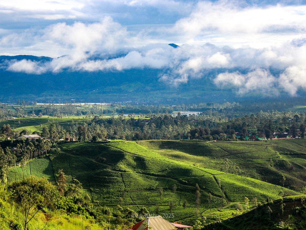 Rolling emerald tea terraces and morning golden light across the Malabar and Cukul plateau in Pangalengan
